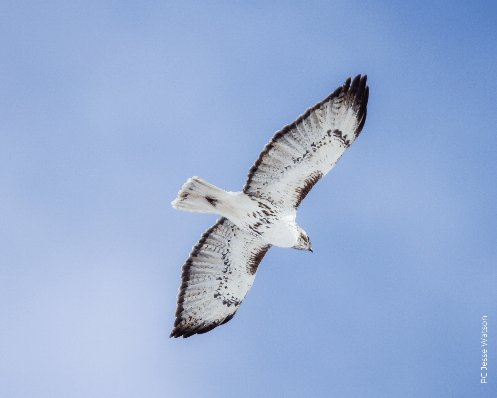 Gunsight Mountain HawkWatch HawkWatch International