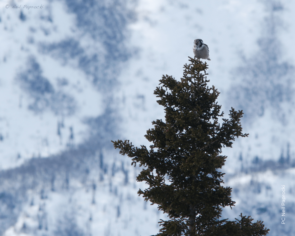 Gunsight Mountain HawkWatch HawkWatch International