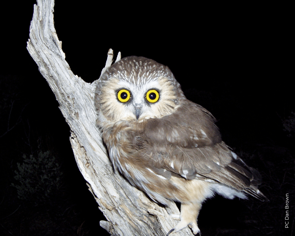 Northern Sawwhet Owl Fact Sheet HawkWatch International