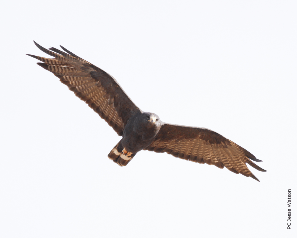 Hawk Fact Sheet HawkWatch International