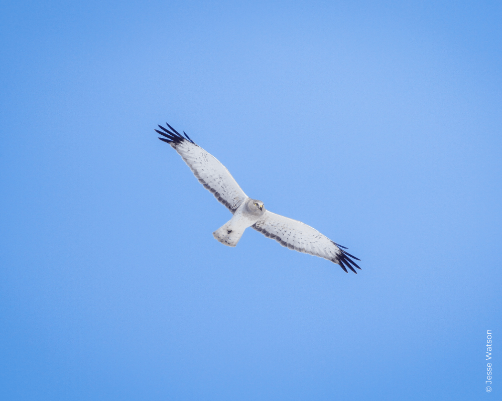 Support Gunsight HawkWatch HawkWatch International