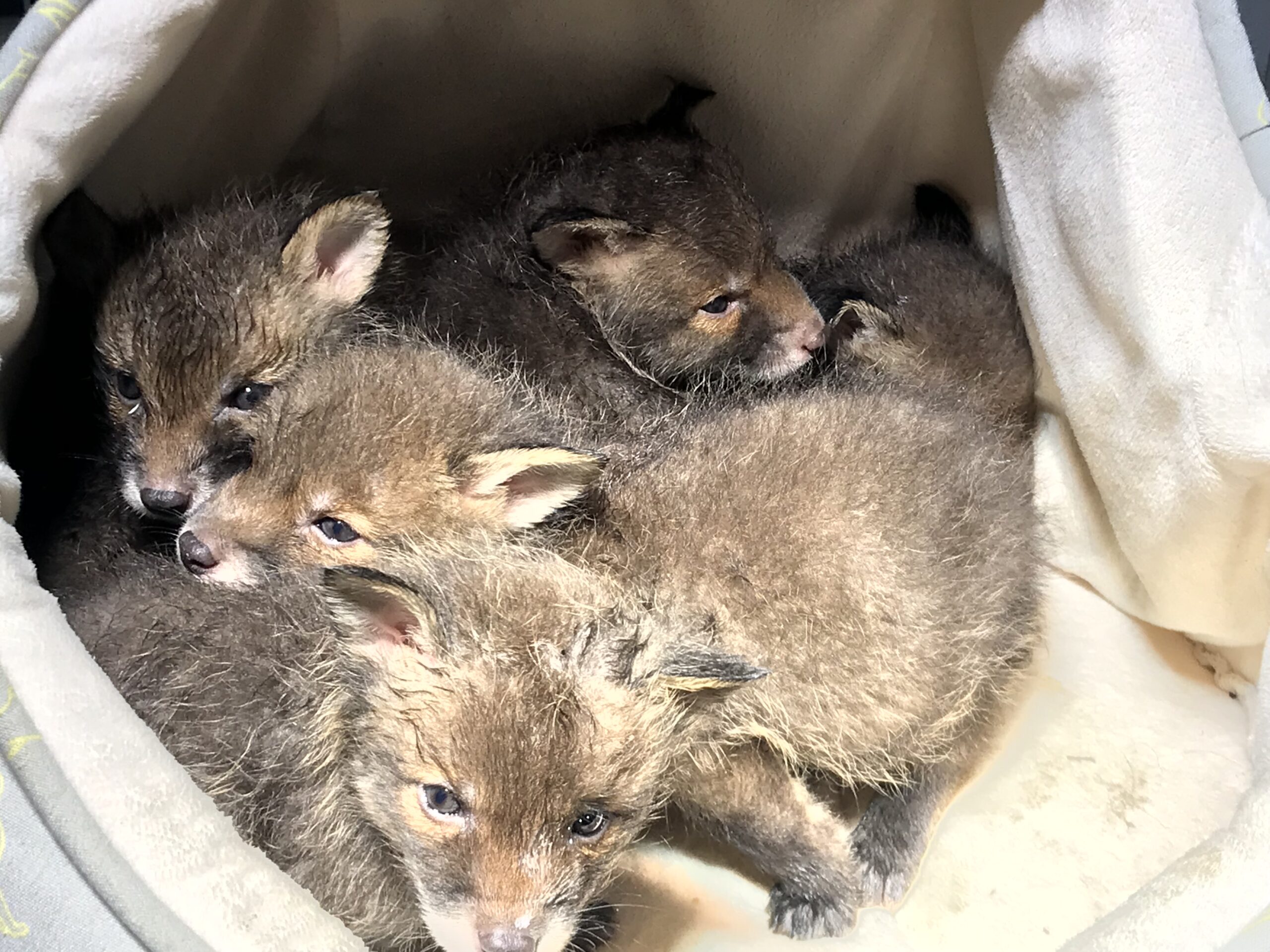 How it all started Harper Asprey Wildlife Rescue