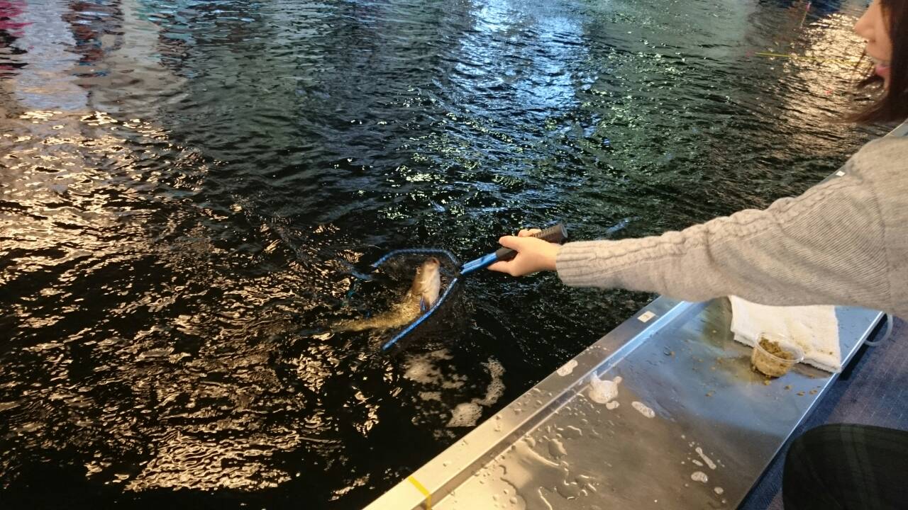 釣納めは近くの釣り堀で(^^♪【愛知県北名古屋市】 ハヤブサLady 隼華HAYAKA