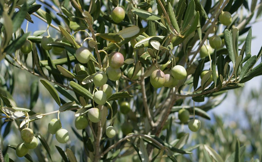 Plant an Olive Tree in Palestine Hayat Charity Hayat Humanitarian Aid