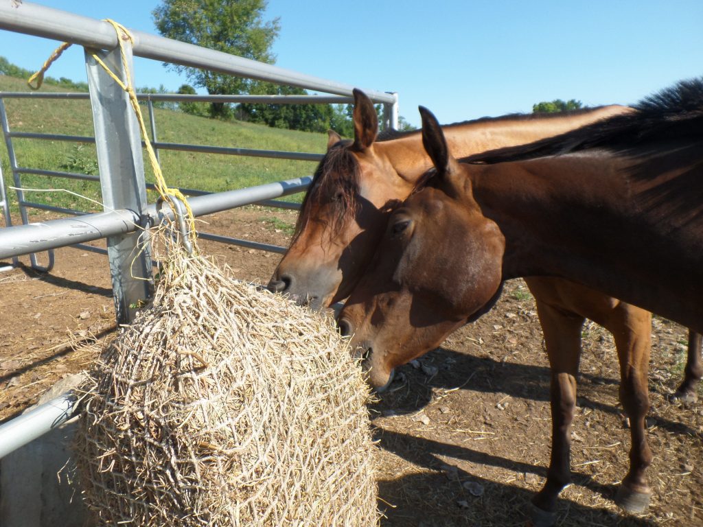 Lets talk about hanging nets Hay Burners Equine LLC