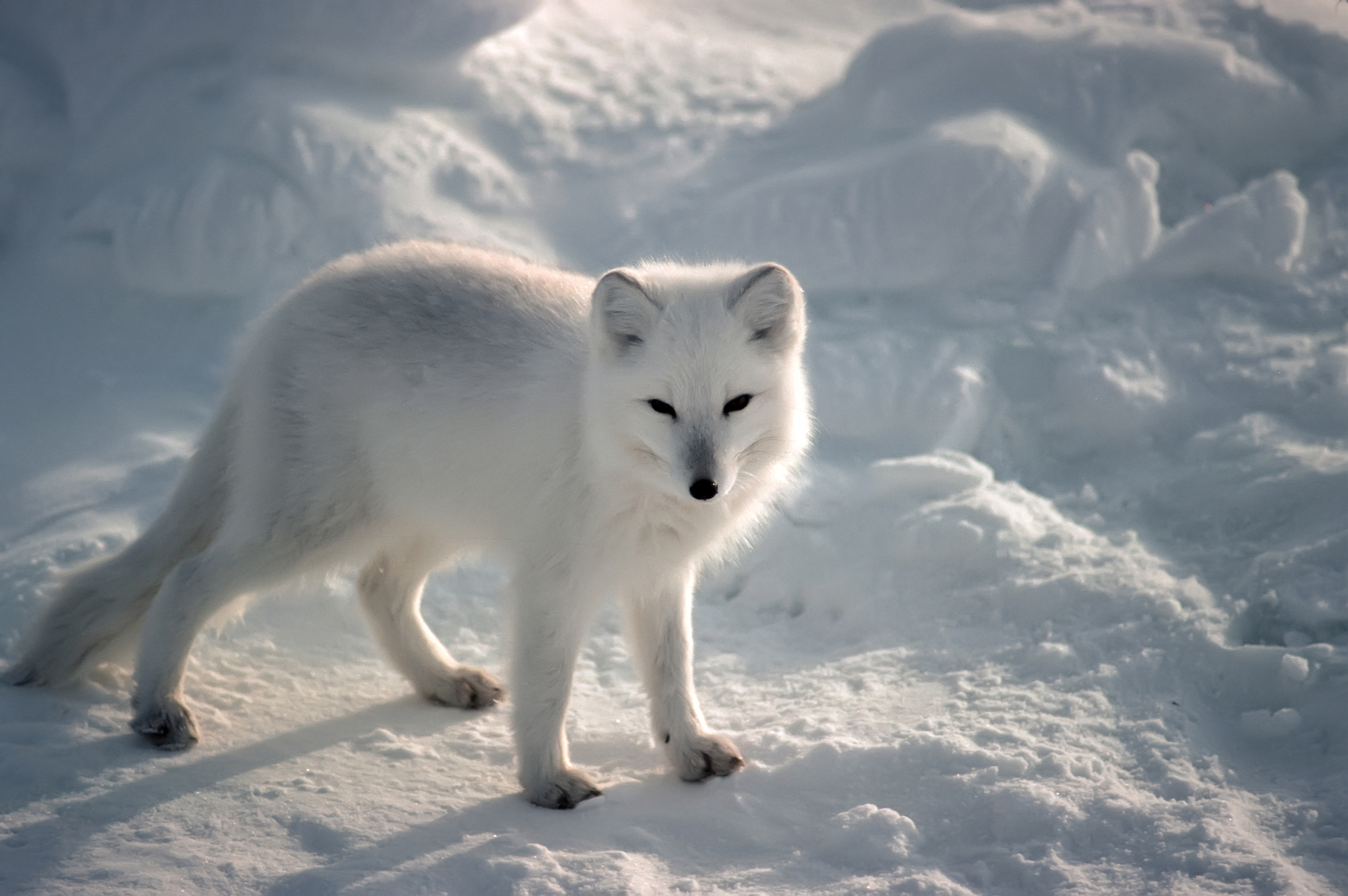 5 Interesting Facts About Arctic Foxes Hayden's Animal Facts
