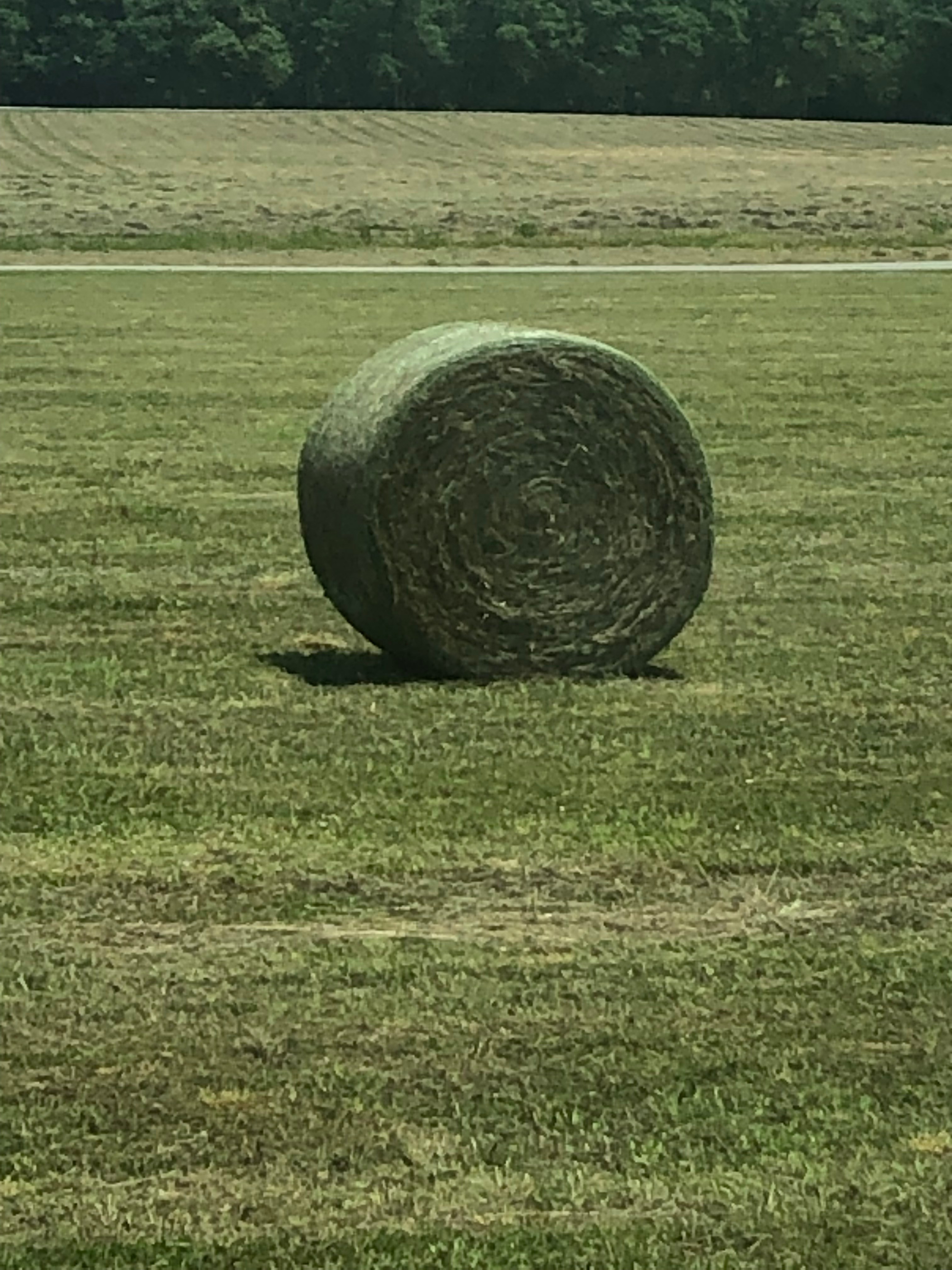 Hay for Sale