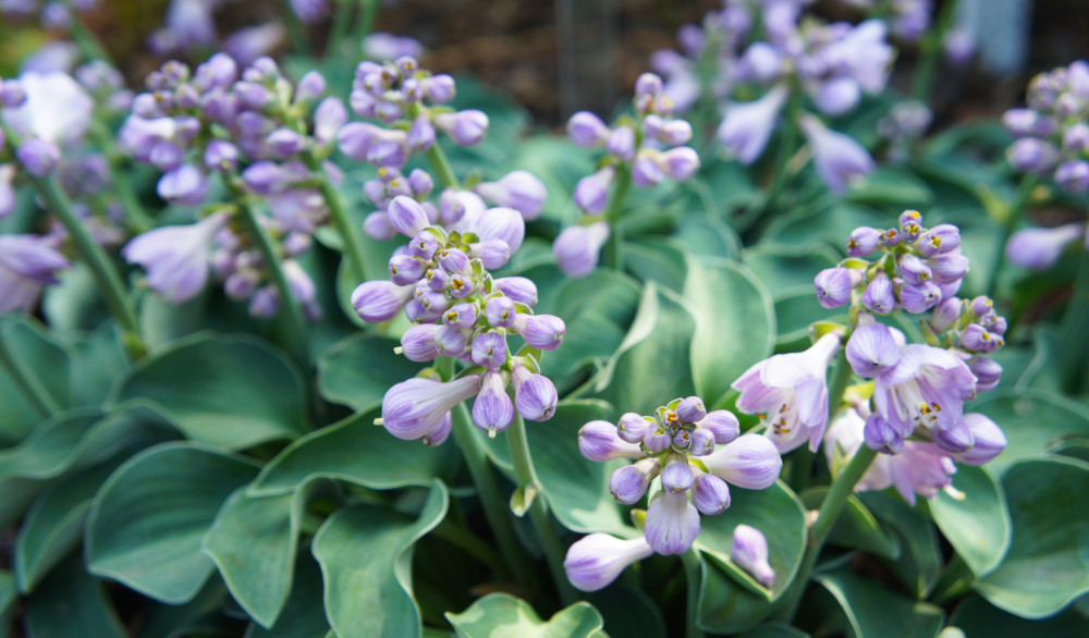 Buy Rare, Unusual & Exciting Plants Hayloft HowtogrowHostas