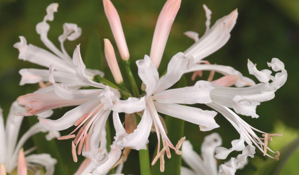 Buy Rare, Unusual & Exciting Plants Hayloft How to grow Nerine