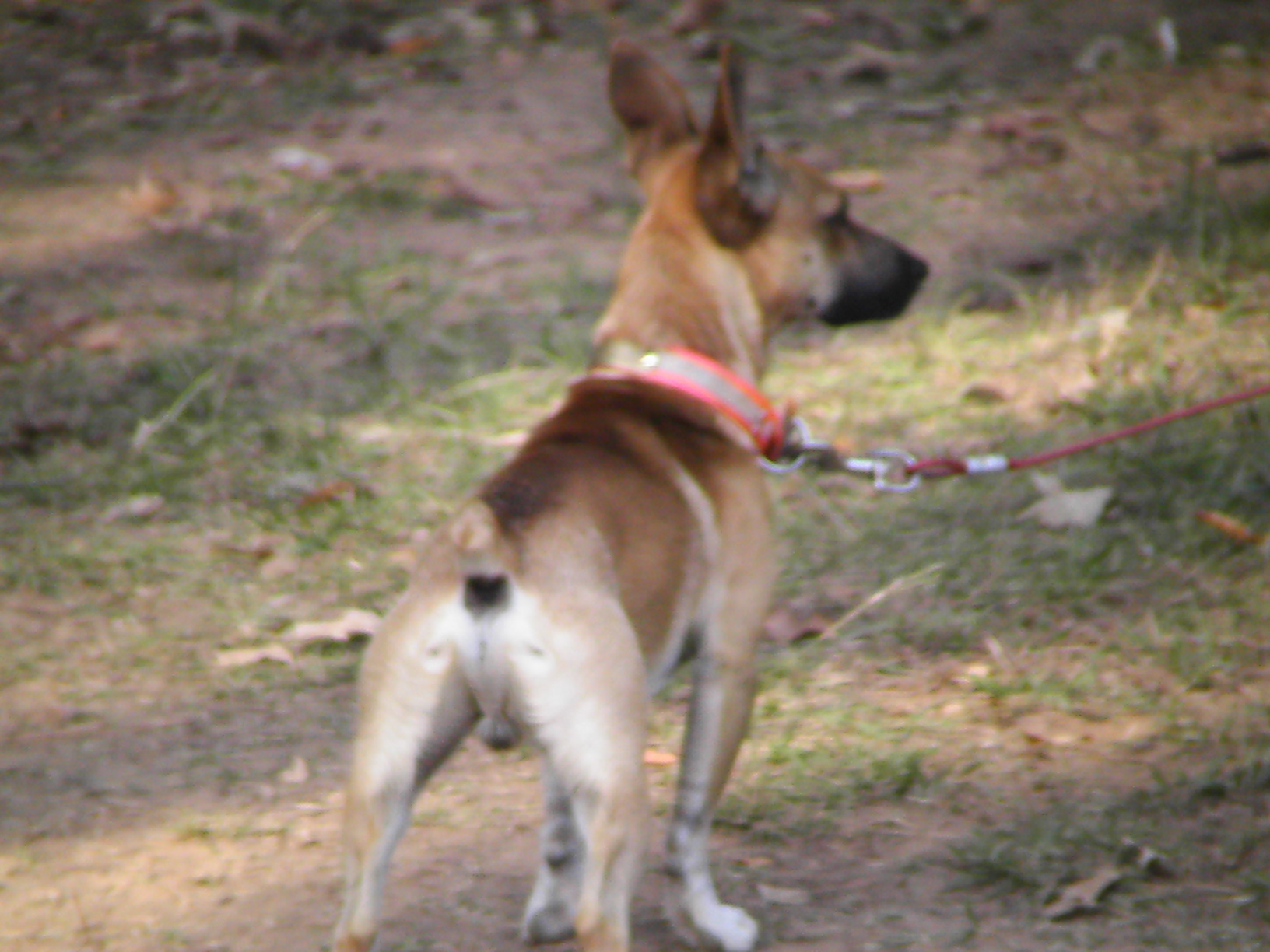 bench legged feist 28 images bench legged feist