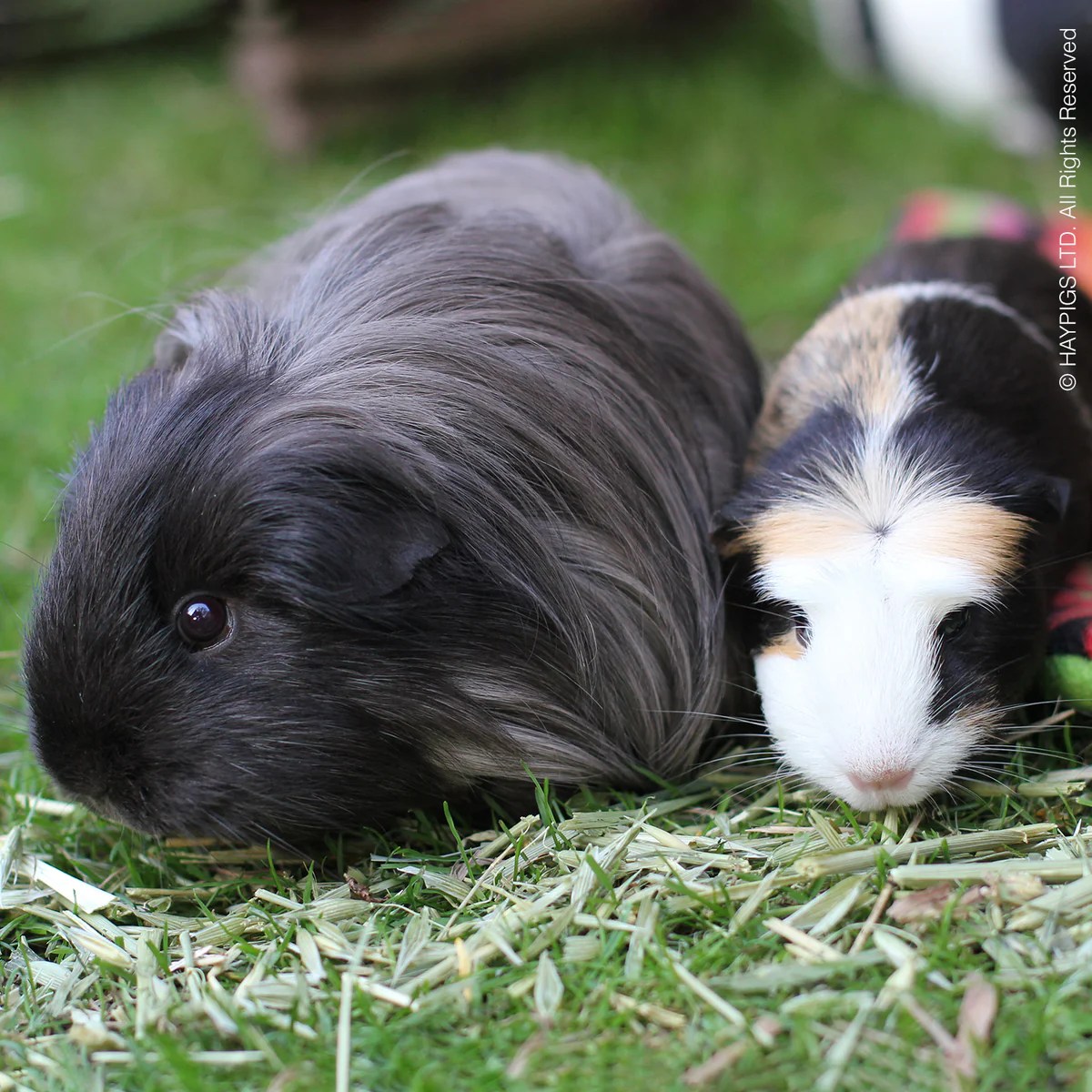 Insurance for Guinea Pigs HAYPIGS