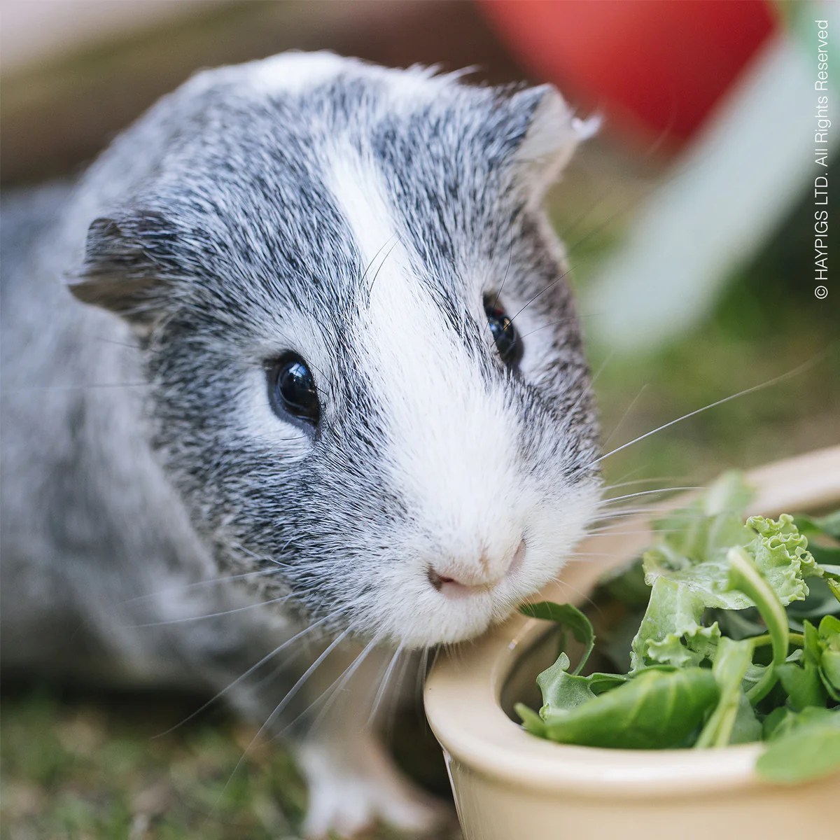 What vegetables and fruit can a guinea pig eat? HAYPIGS