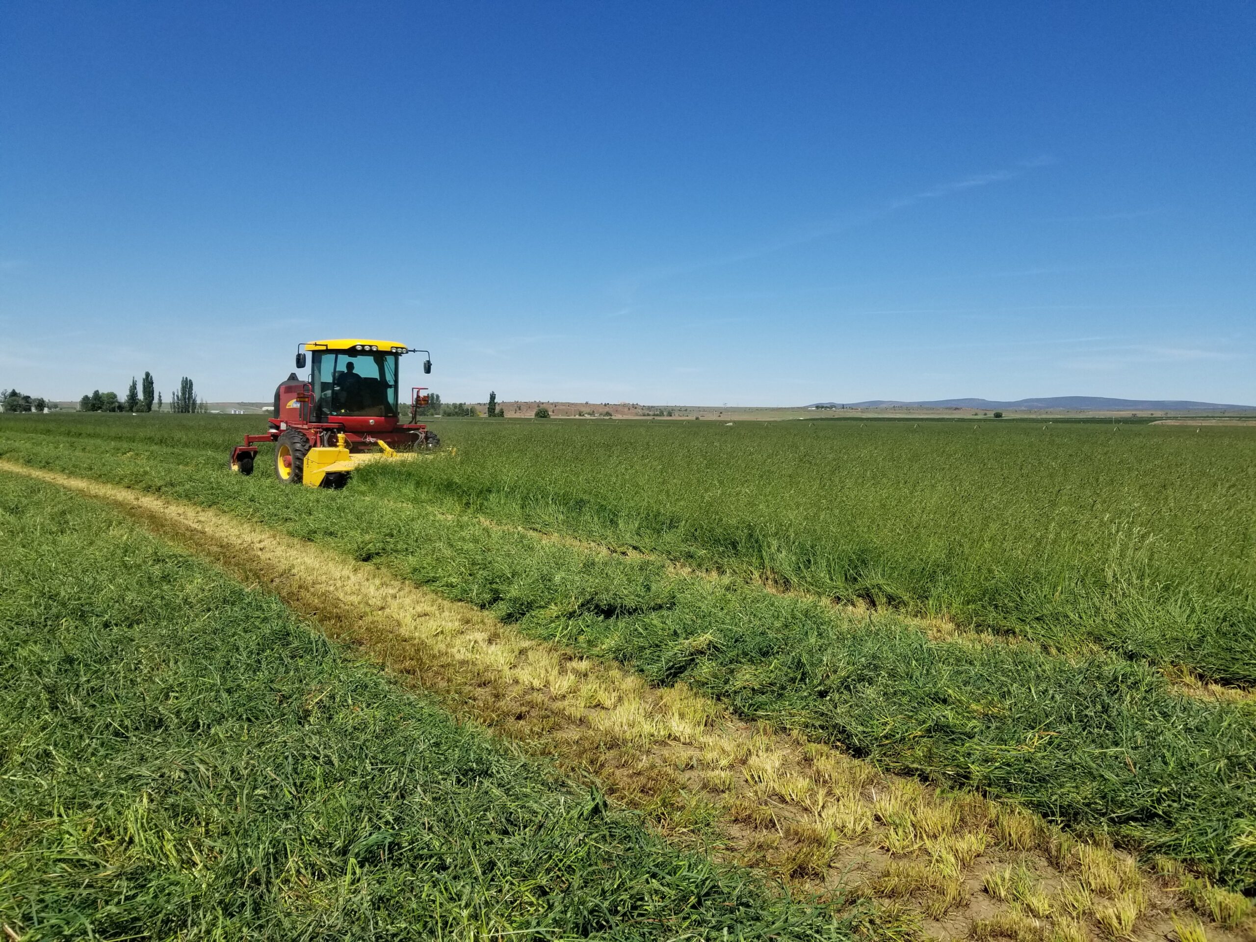 Alfalfa Hay Chop (AlfaGlo Chop) HAYSTACK FARM AND FEEDS