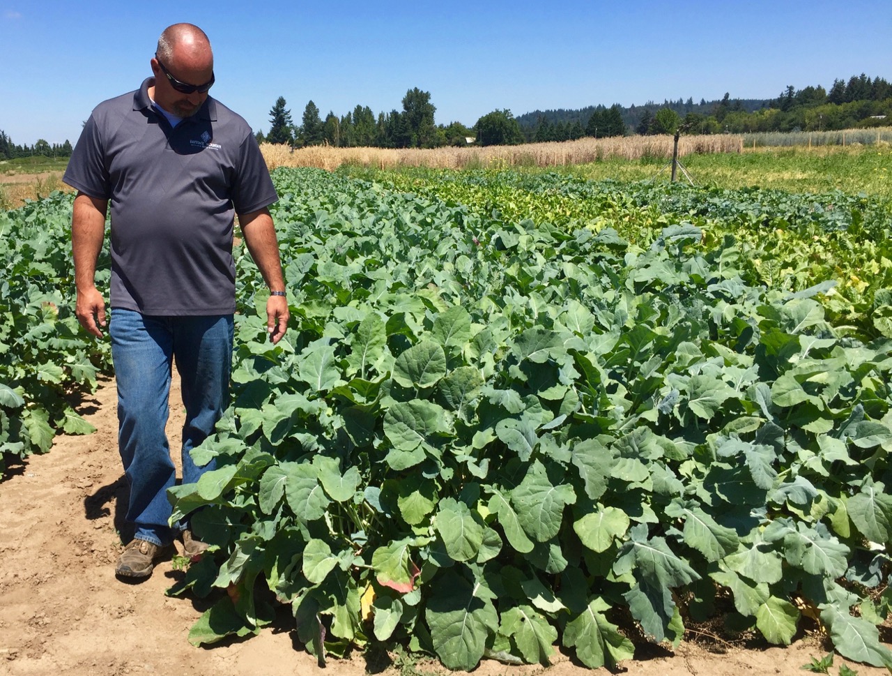 Forage Kale Haystack Mountain