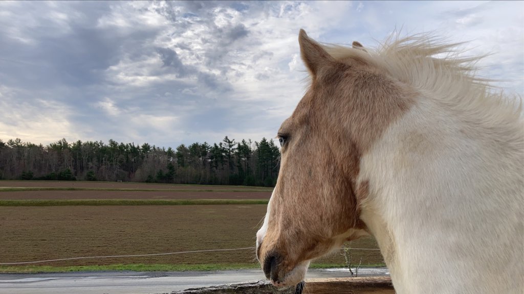AZUMAKIT Equestrian at Hayward Farms