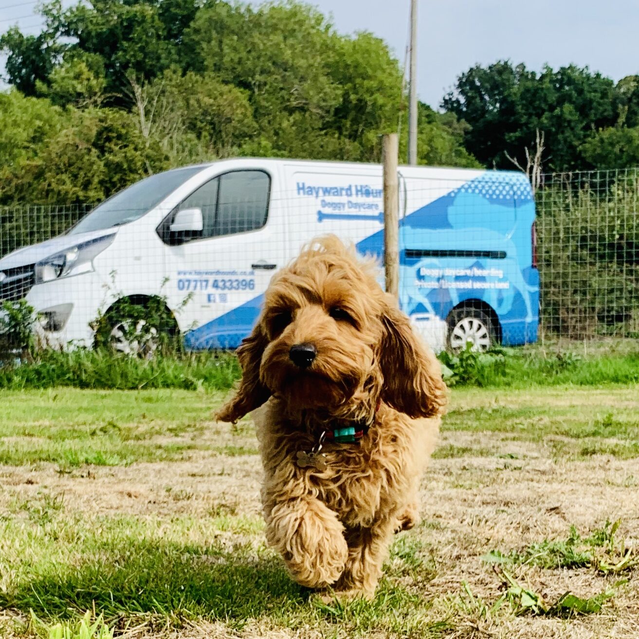 Hayward Hounds Doggy Day Care Service in Hampton, Middlesex, London