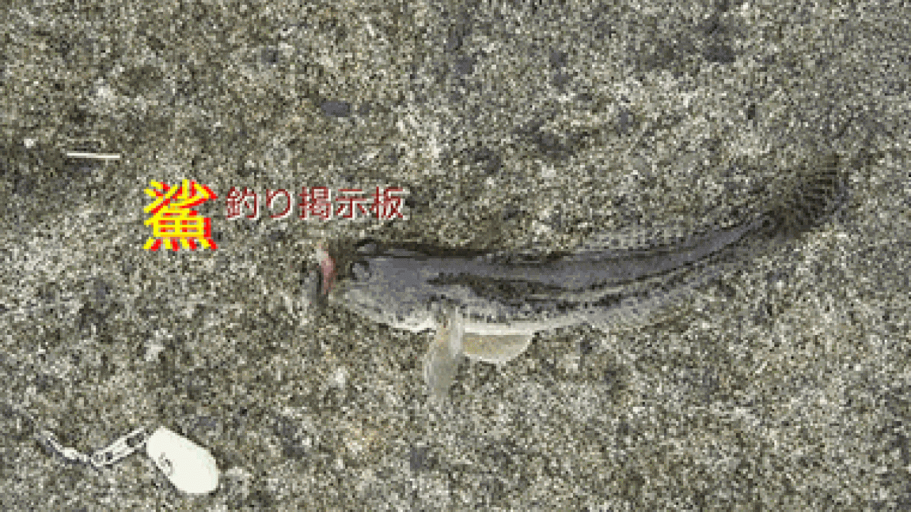 涸沼 ハゼ 釣り 2019 涸沼のハゼ釣りについて徹底解説！涸沼のハゼ釣りで数釣りを楽しもう