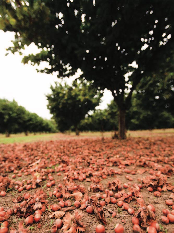 Hazelnut History Northwest Hazelnut Company