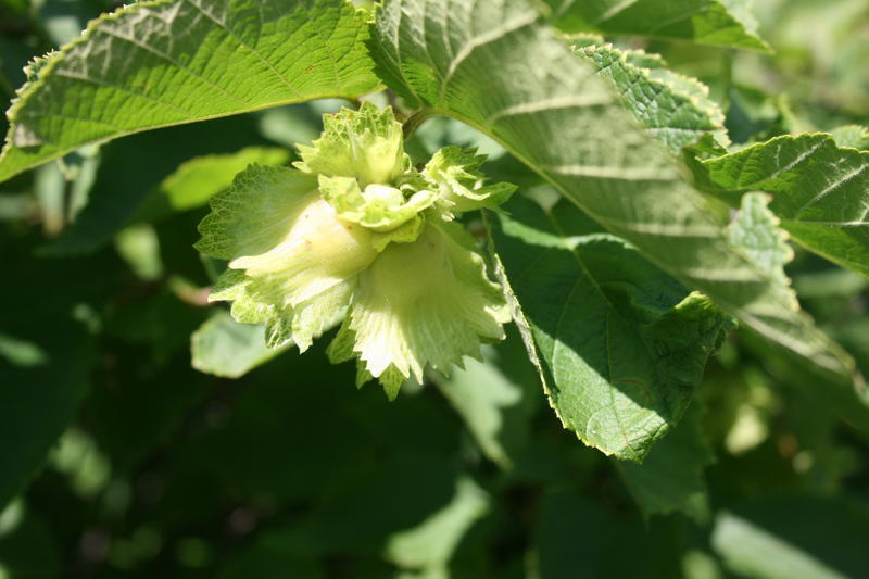 Harvesting Hazelnuts in North Dakota Northwest Hazelnut Company