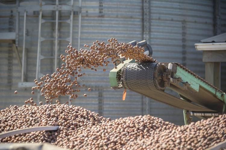 Minimum Hazelnut Price Jumps to 83 Cents Per Pound Northwest Hazelnut