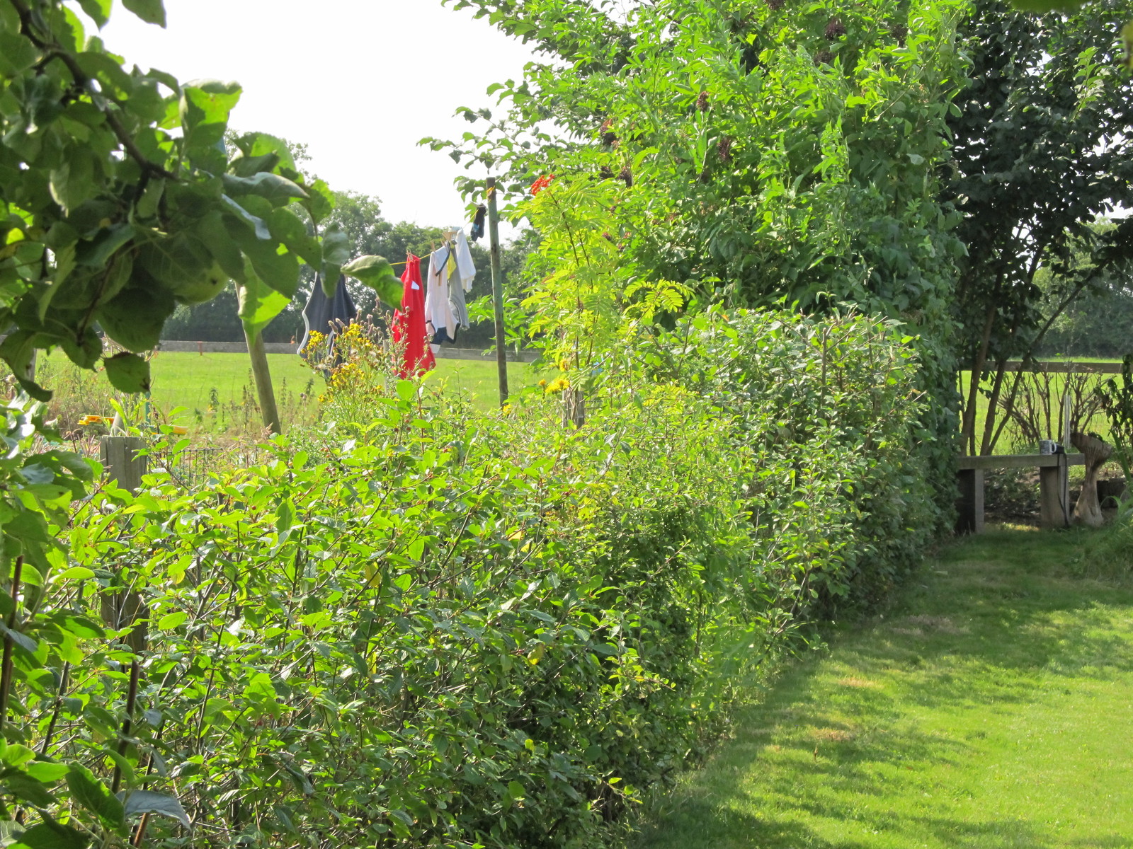 Case study Planting a native hedgerow in a village garden Hazelwood
