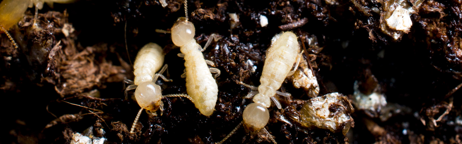 Termites HazMatt Pest Control Termite, Bed Bugs, Roaches, Rodent