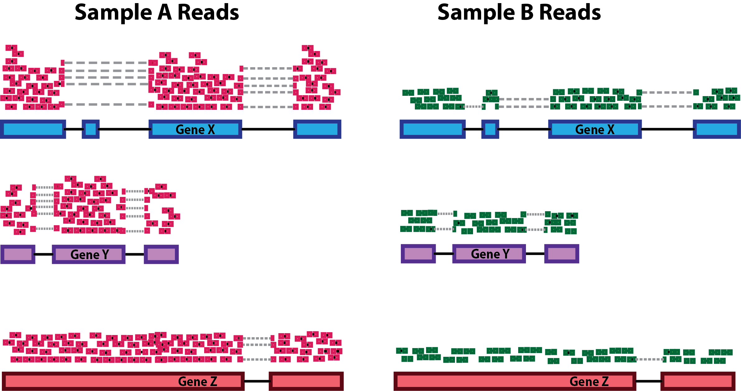Count normalization with DESeq2 Introduction to DGE ARCHIVED
