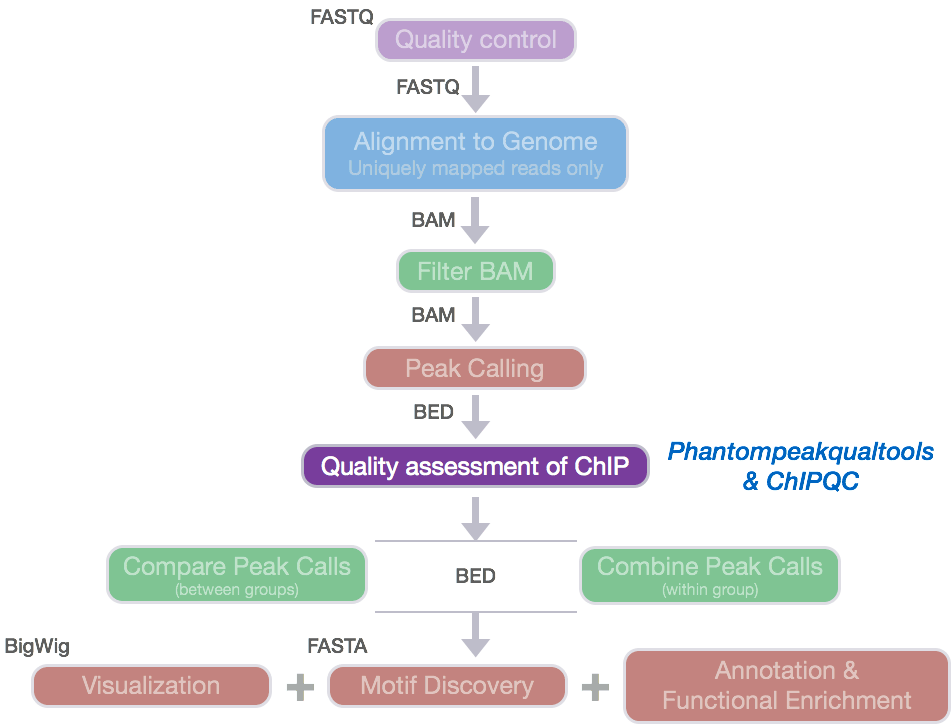 ChIPseq Quality Assessment IndepthNGSDataAnalysisCourse