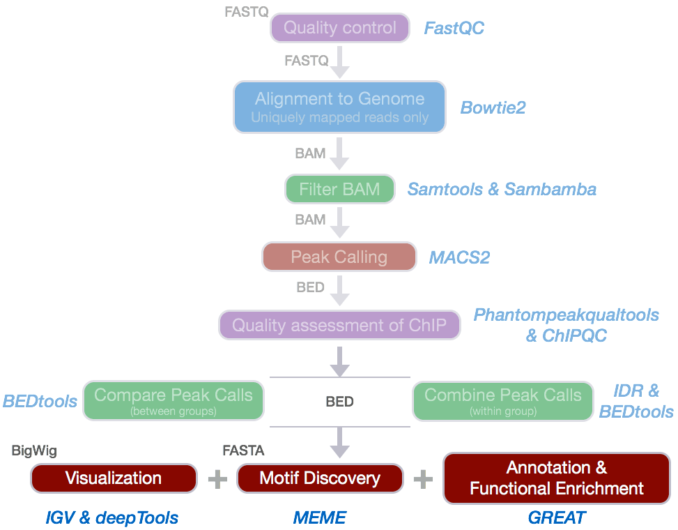 ChIPseq Functional Analysis IndepthNGSDataAnalysisCourse