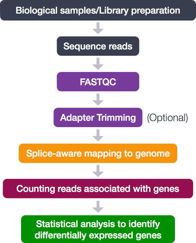 RNASeq workflow Introduction to RNAseq using HPC