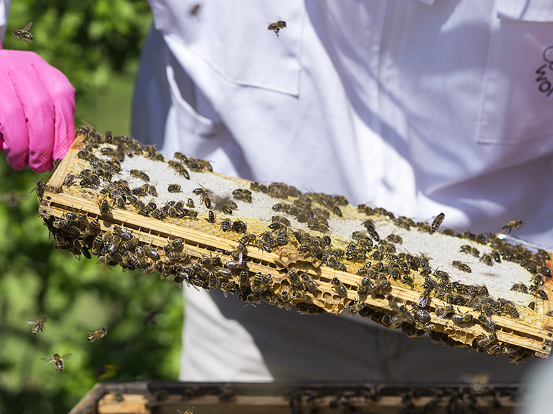 Keeping Bees Halifax and District Beekeepers Association