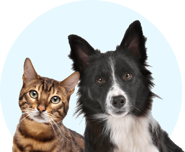 Adopt Humphreys County Humane Society