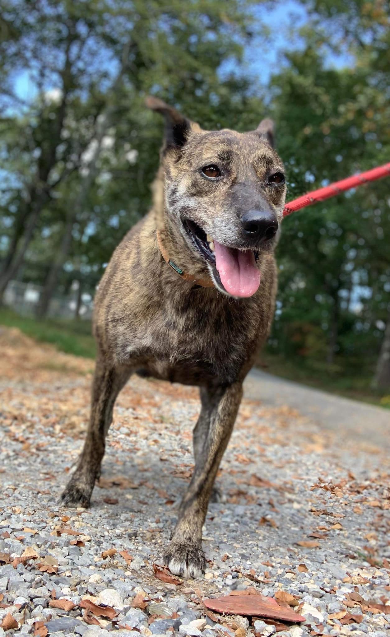 Rex Humphreys County Humane Society