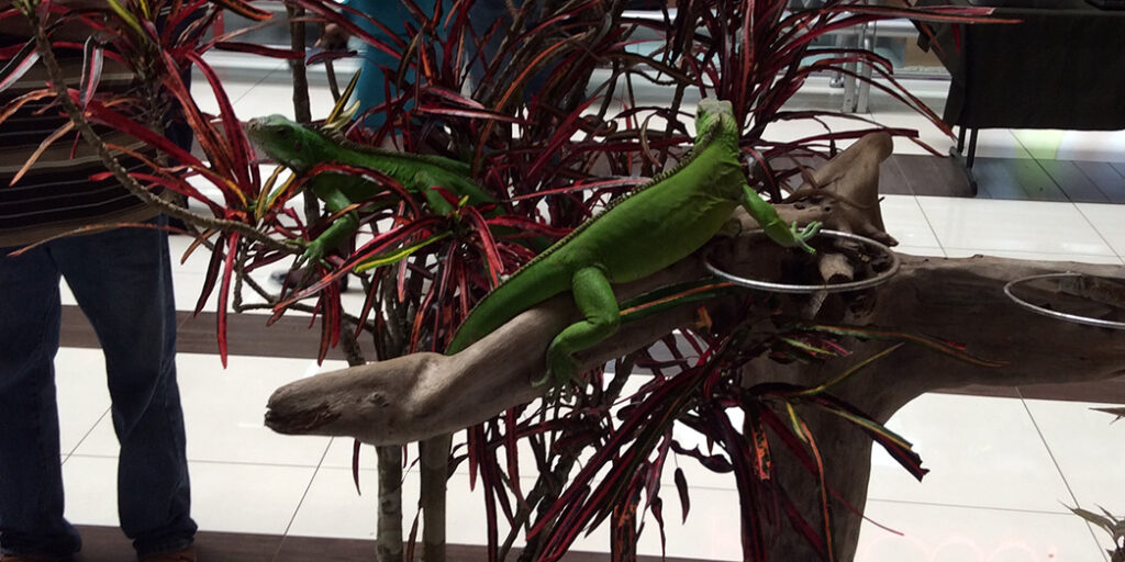 Long Circular Mall Home Construction Limited HCL