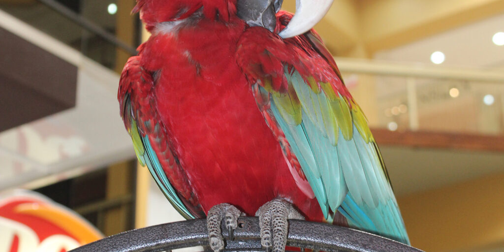 Long Circular Mall Home Construction Limited HCL