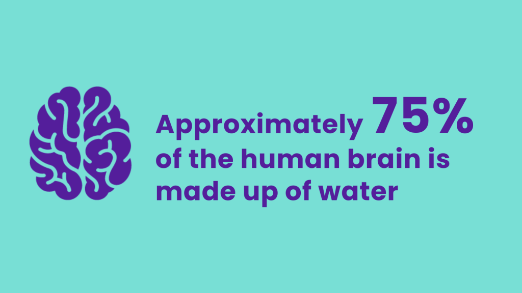 Why hydration is important for healthy brain function https//hcml.co.uk
