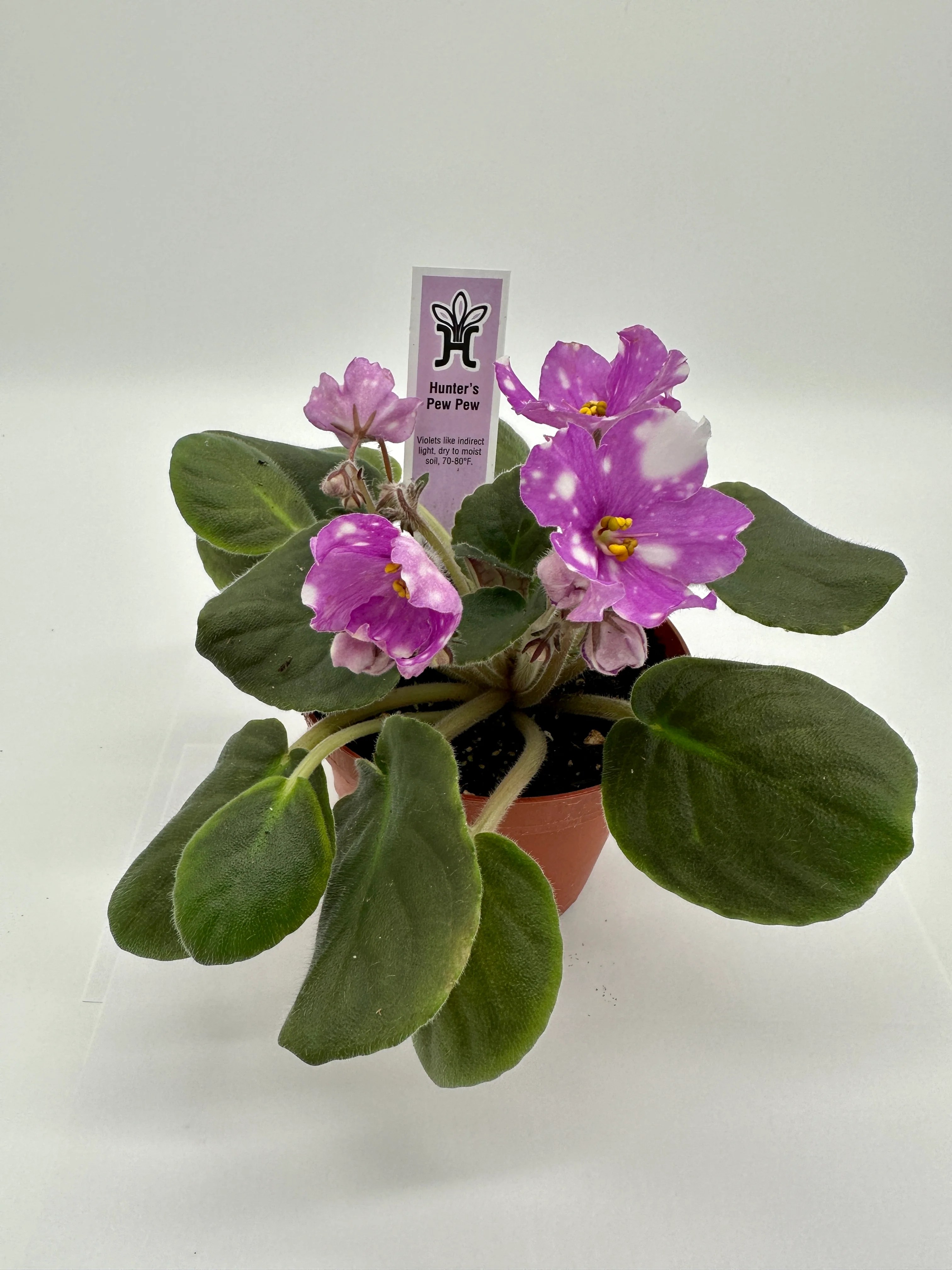 Hunter's Pew Pew Live African Violet 4" Heavenly Creation Nursery