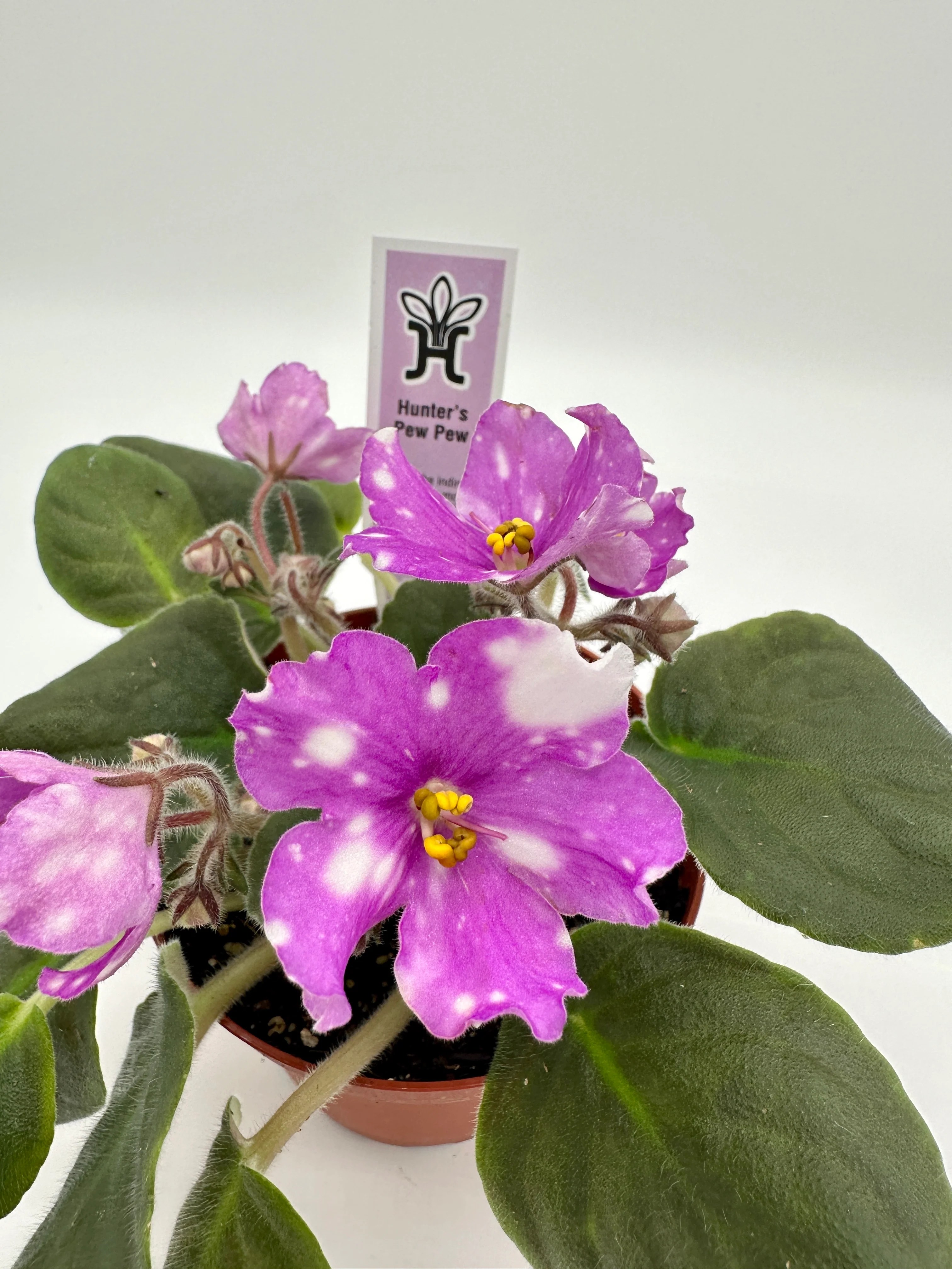 Hunter's Pew Pew Live African Violet 4" Heavenly Creation Nursery