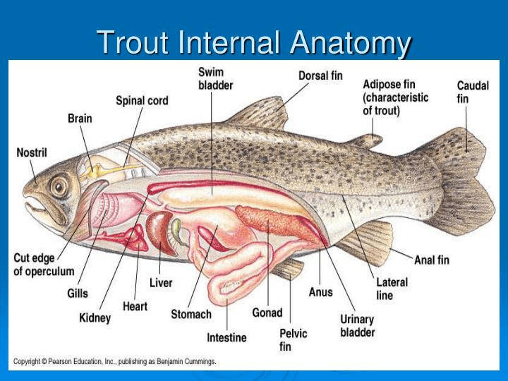 Steelhead in the Classroom Humboldt County Office of Education
