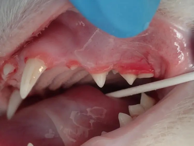 Juvenile Gingivitis &amp; Periodontitis Horse &amp; Cat Vet Wairarapa