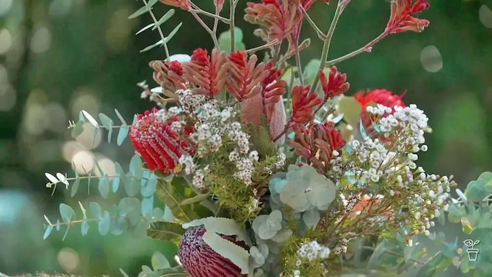 Gardening Australia episode 33 2023 HDclump