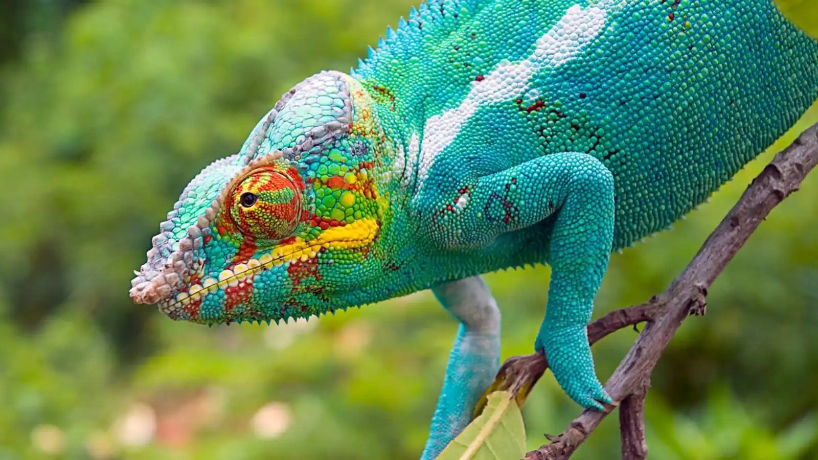 Madagascar episode 2 HDclump Nature