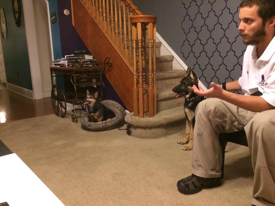 HD Dog Training Philadelphia's Best Dog Trainer