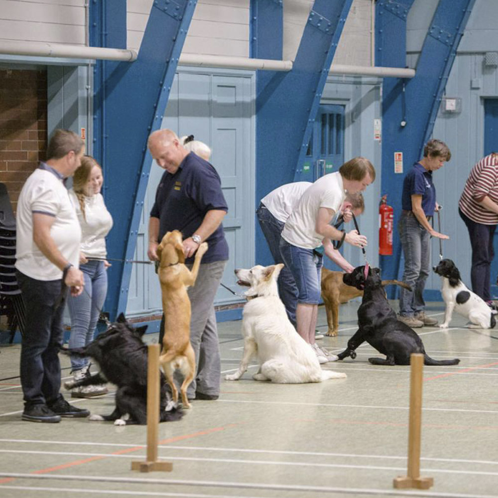Join HDDTS HDDTS Hertford and District Dog Training Society