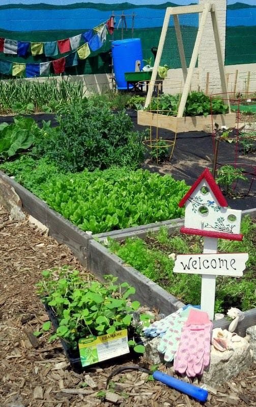 Strawberry Lane Community Garden Havre de Grace Green Team