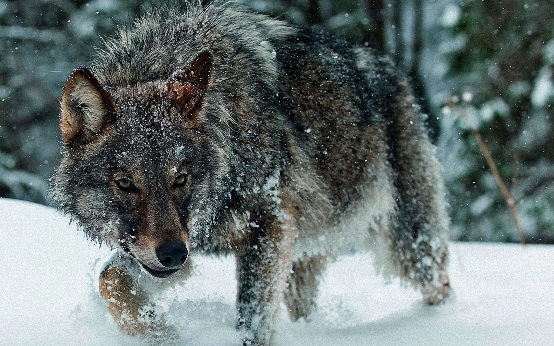 wolf HD Wallpapers / Desktop and Mobile Images & Photos