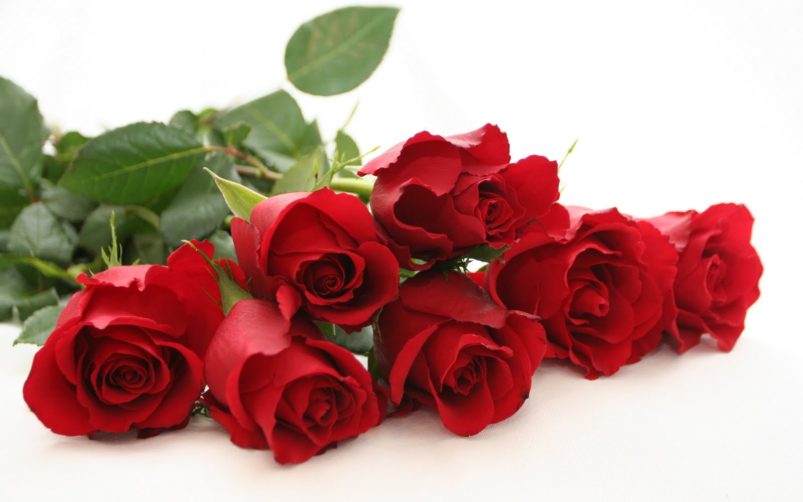 Top Red Rose Wallpaper, Best Red Rose, 613