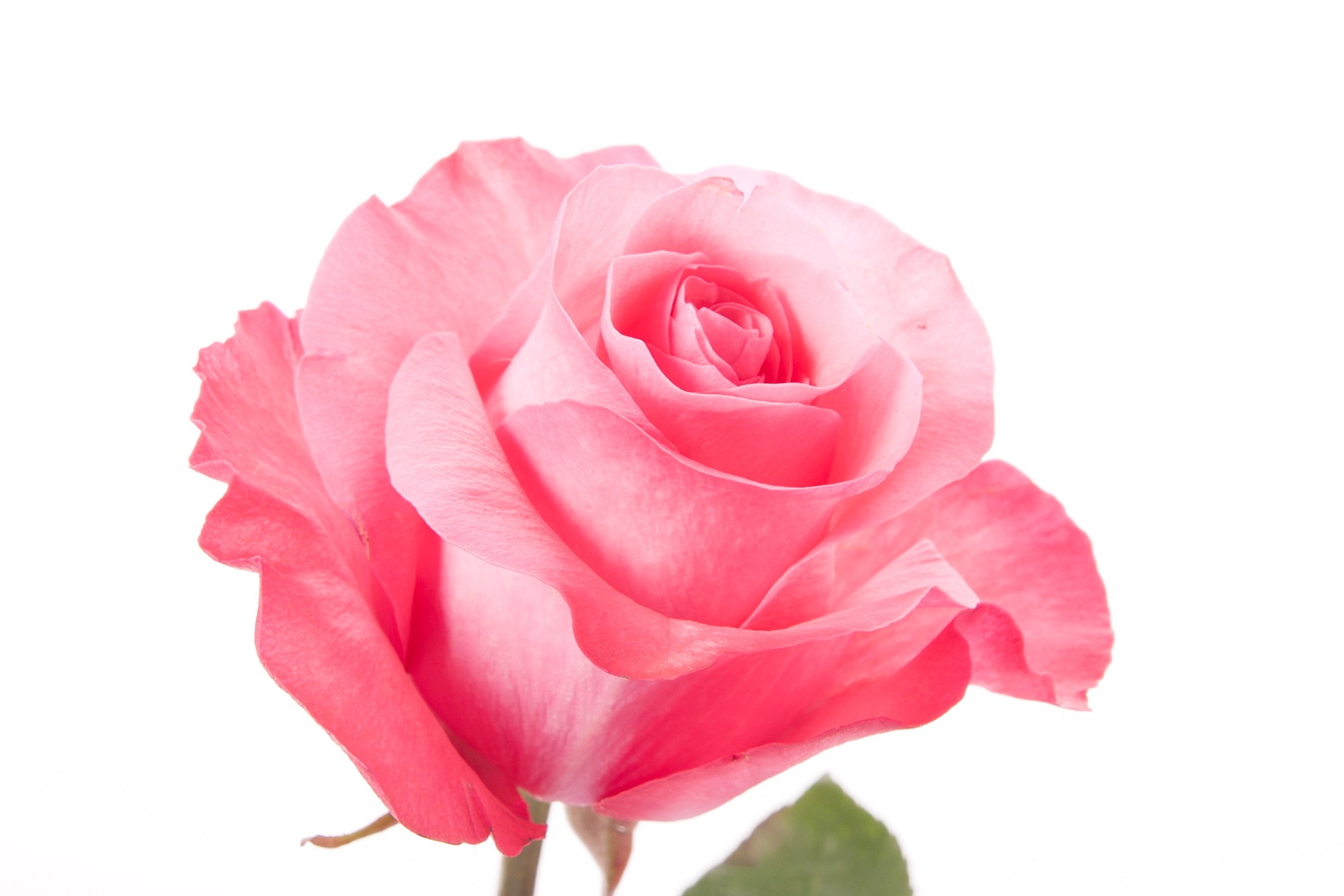 Pink Rose Picture Hd, Natural Pink Rose, 2793
