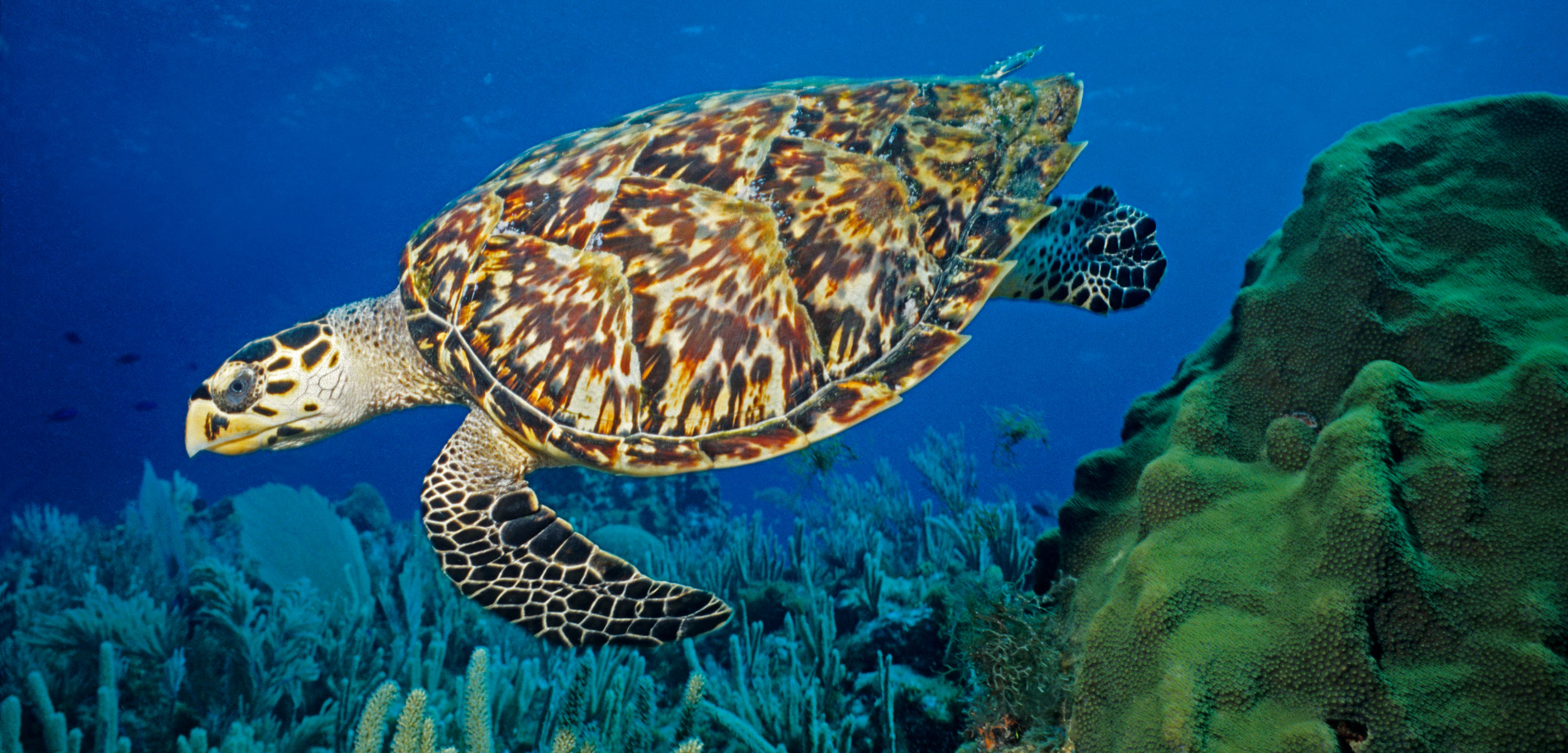 Hawksbill Sea Turtle Background, Free Hawksbill Sea Turtle, 31990