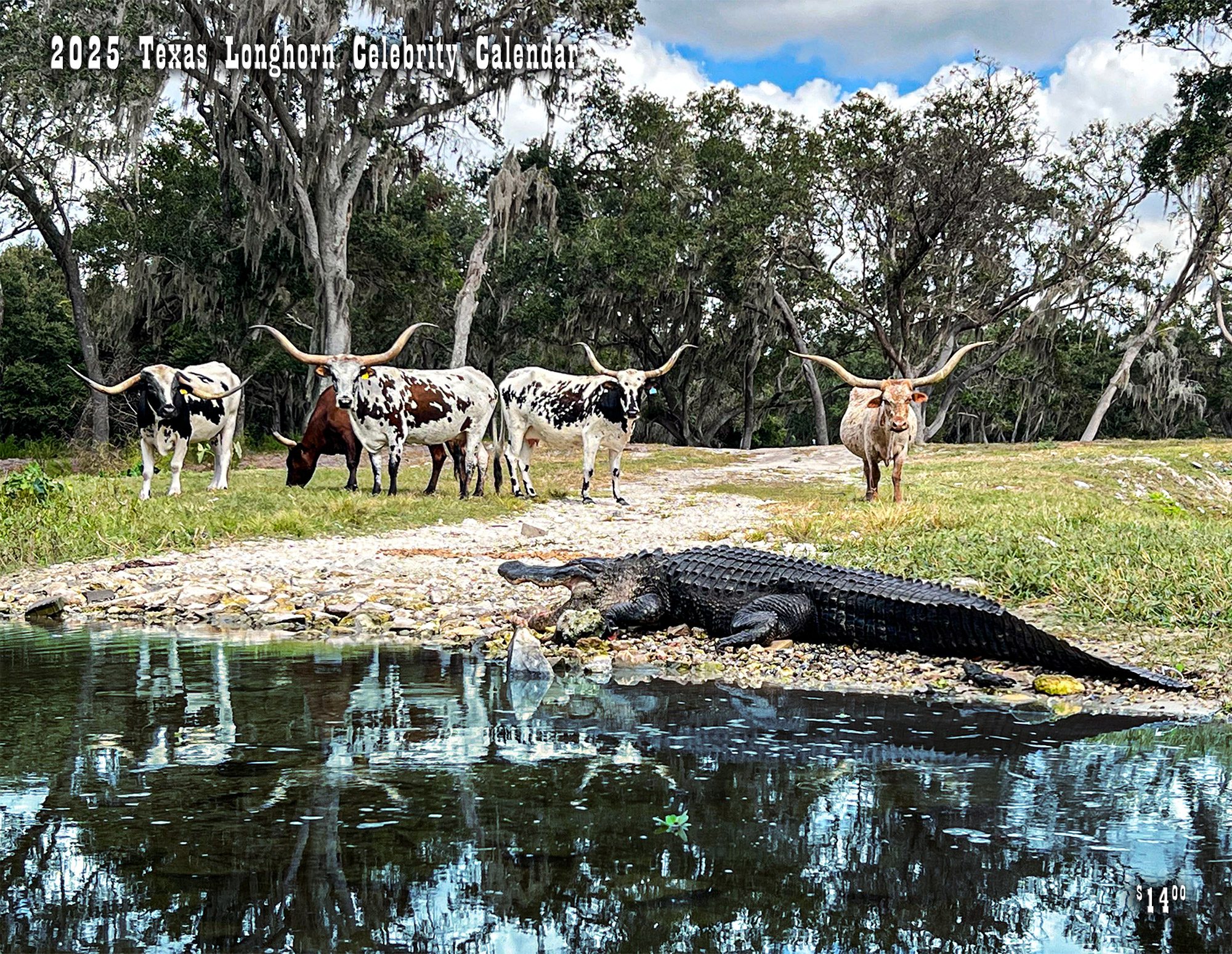 2025 Texas Longhorn Celebrity Calendar 2 Longhorns Head To Tail Store